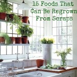 15 Foods That Can Be Regrown from Scraps