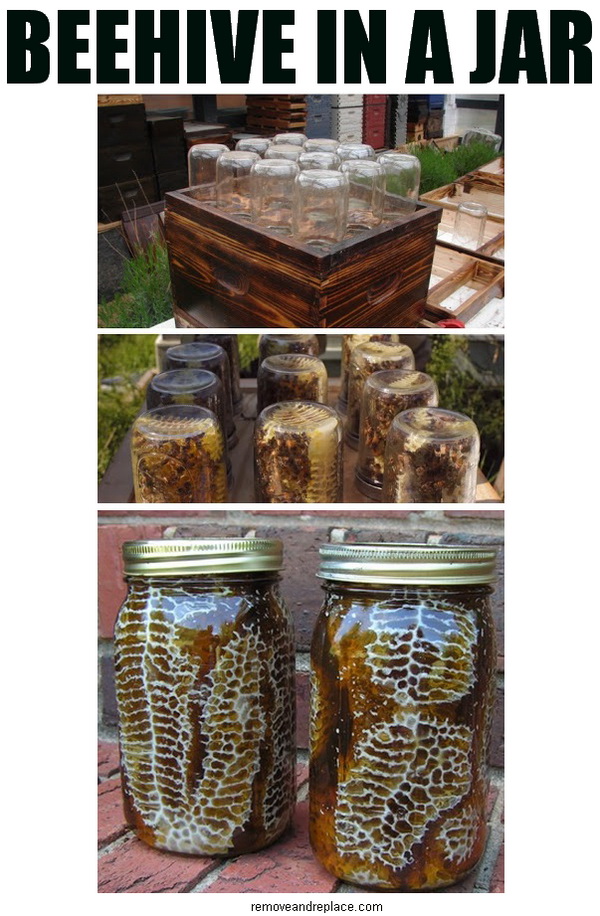  Beehive in a Jar - Fresh honey in your backyard! - Mrs Happy Homemaker