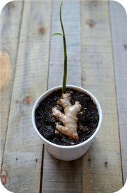 15 Foods That Can Be Regrown from Scraps