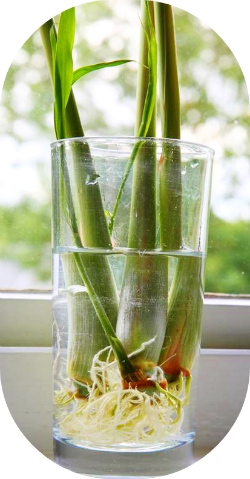 15 Foods That Can Be Regrown from Scraps