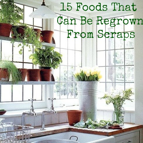 15 Foods That Can Be Regrown From Scraps Mrs Happy Homemaker,Pet Fennec Fox Cage