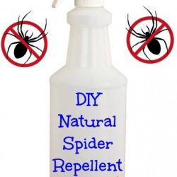 DIY Natural Spider Repellent