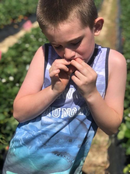 little boy eating a strawberry