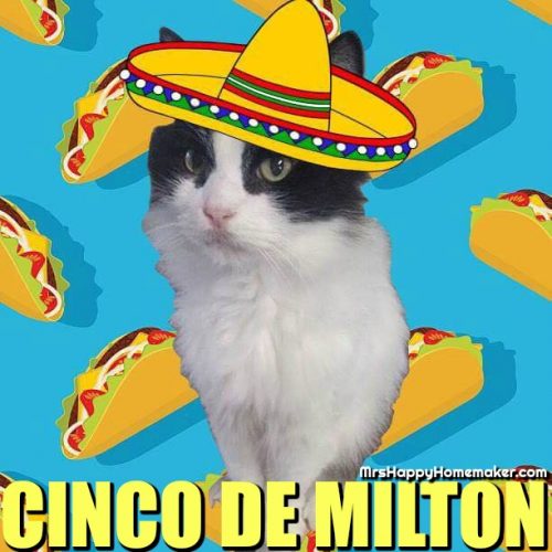 Milton the black and white kit with a cartoon sombero and cartoon taco background - Cinco de Milton