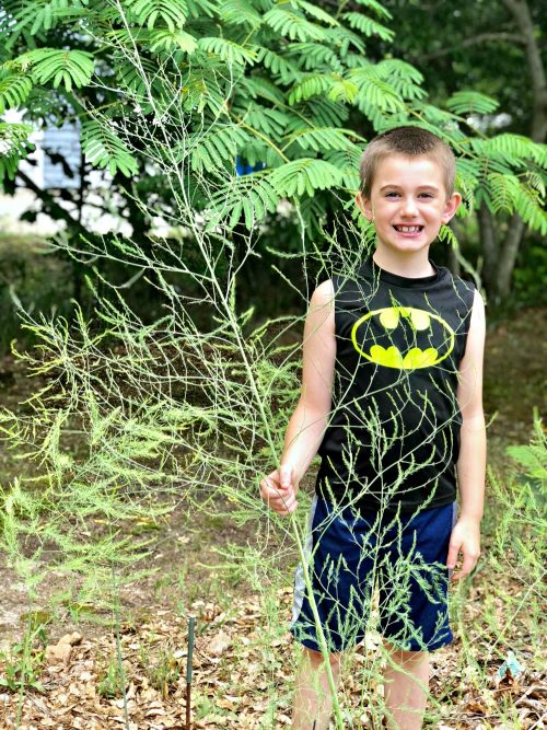little boy holding an overgrown asparagus plant