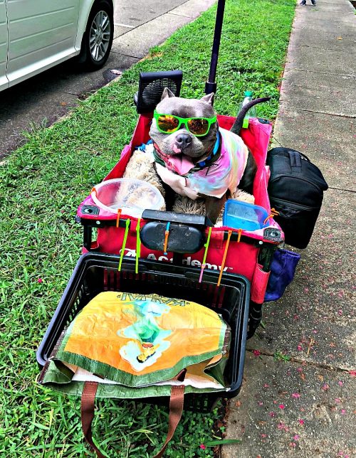 dog wearing sunglasses in a wagon