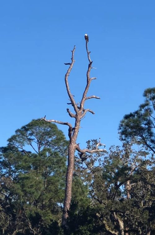 bald eagle perched atop a tree at Jekyll Island